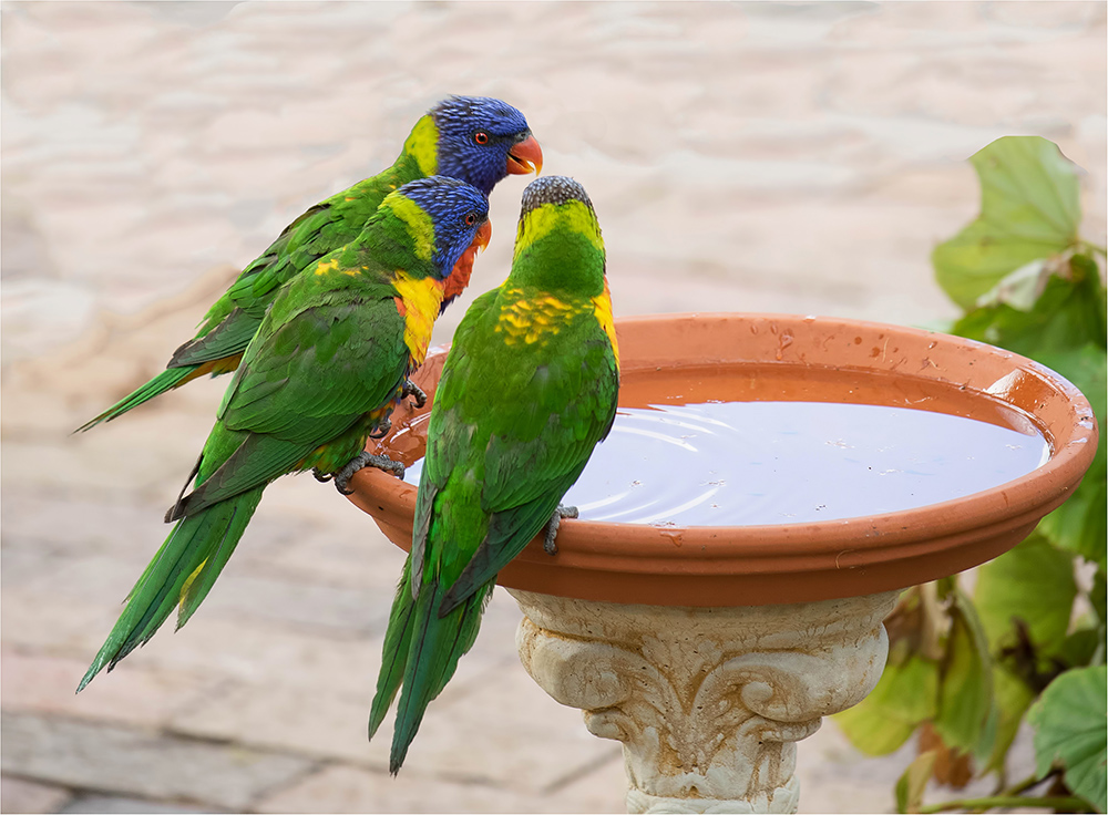 Rainbow Lorikeets Chatting Away