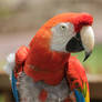 Scarlet Macaw