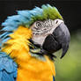 Blue and Gold Macaw.