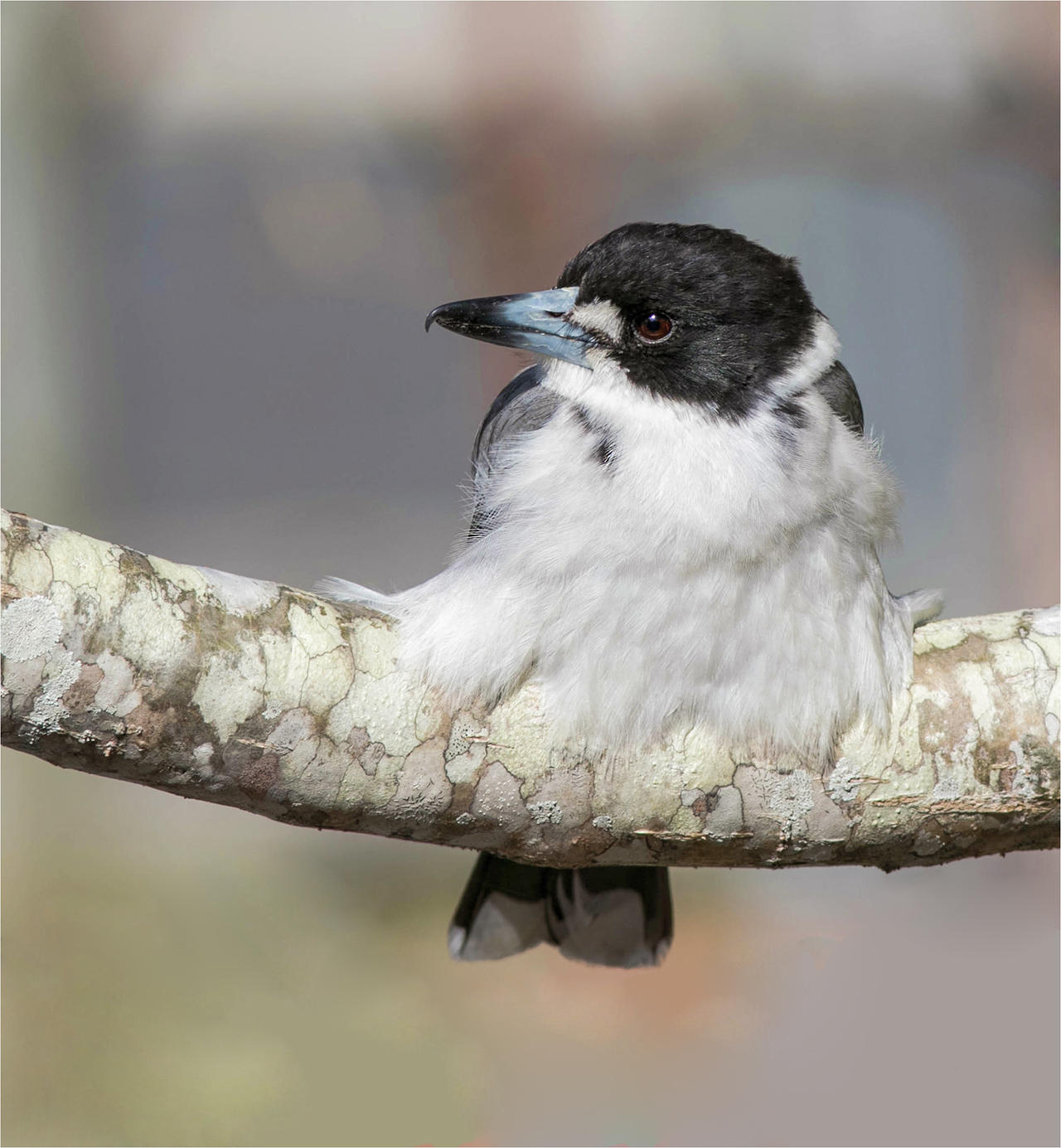 Grey Butcherbird