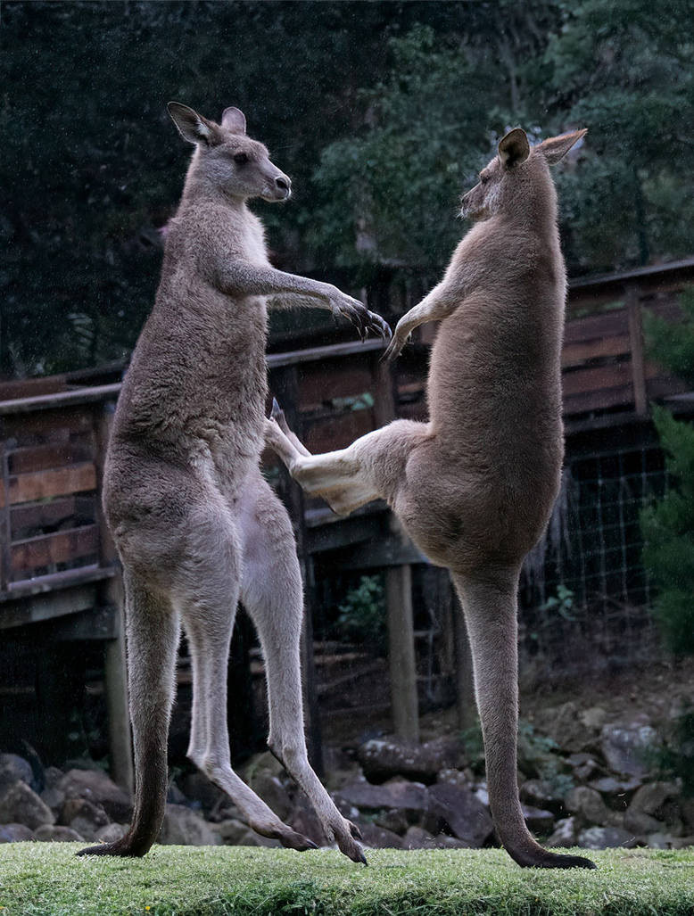 Kangaroos Boxing in the rain. by Firey-Sunset on DeviantArt