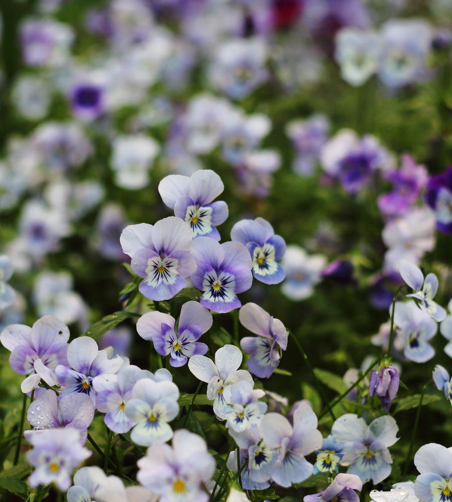 Violets cloud