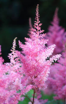 Forest PINK