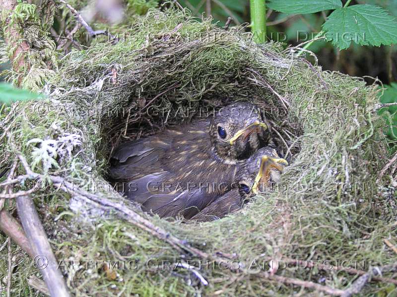 Bird Nest on the Alouette