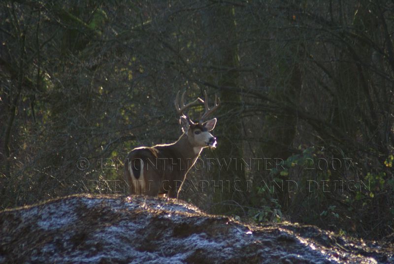 Maple Ridge Buck