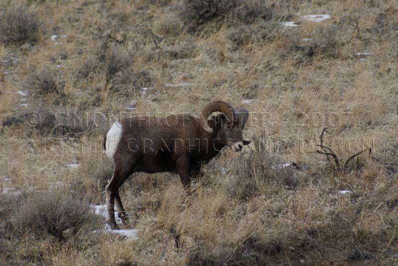 Big Horn Ram