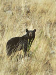 Black On Gold by 12monthsOFwinter