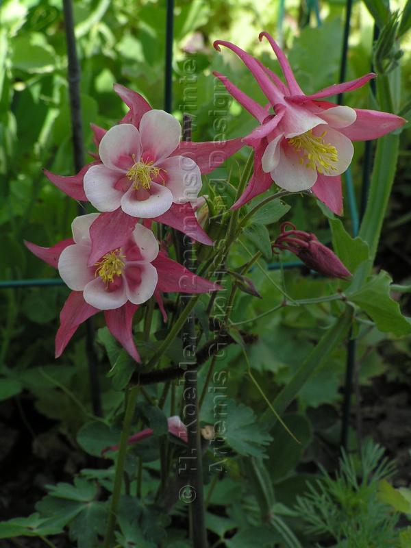 Columbines to keep