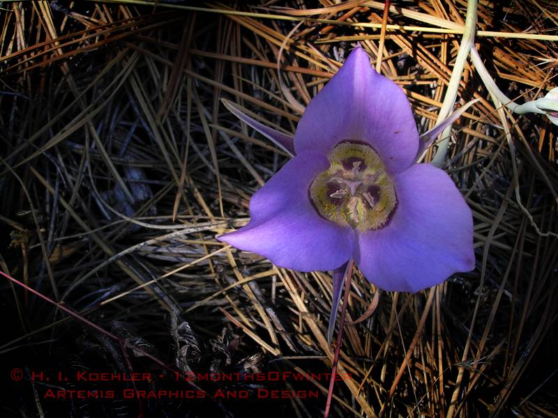 purple in the shade