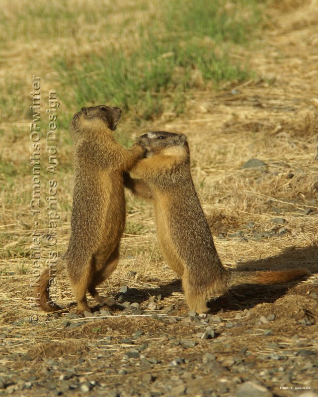 Boxing Marmots