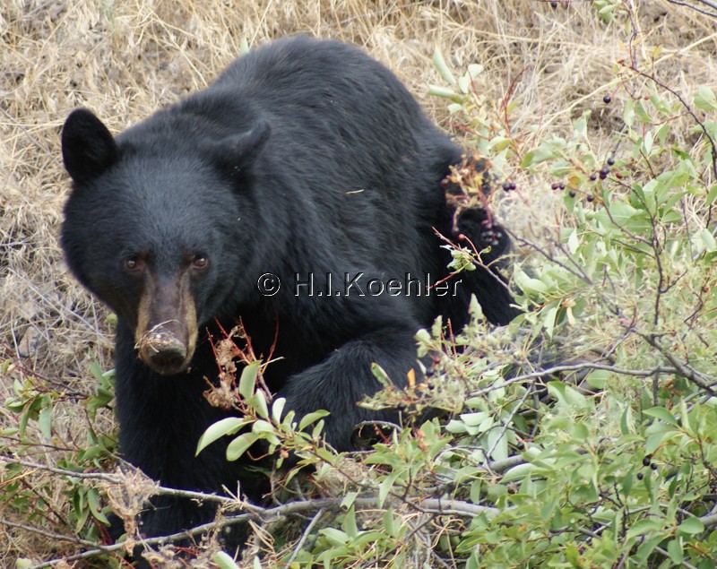 Bear and Chokecherries 2