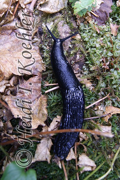 Black Slug