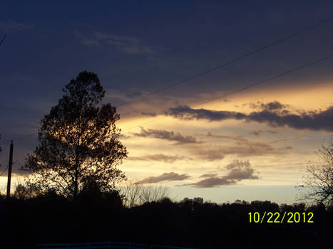 tree and sky1