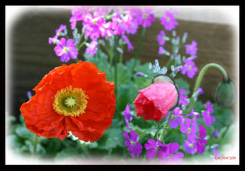 Poppies