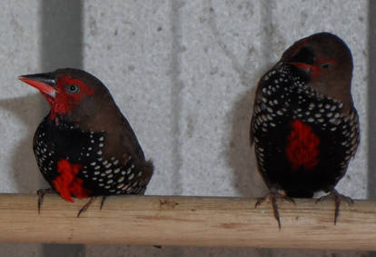 Beautiful Finches