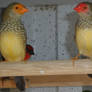 my star finches