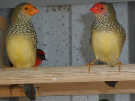 my star finches