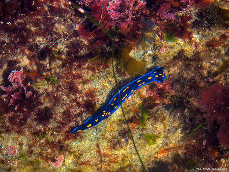 California Blue Dorid/Chromodorid Nudibranch