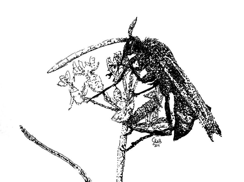 Pepsis Mildei (b+w) micron stipple by WizardsOf12 on DeviantArt