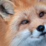 Red Fox