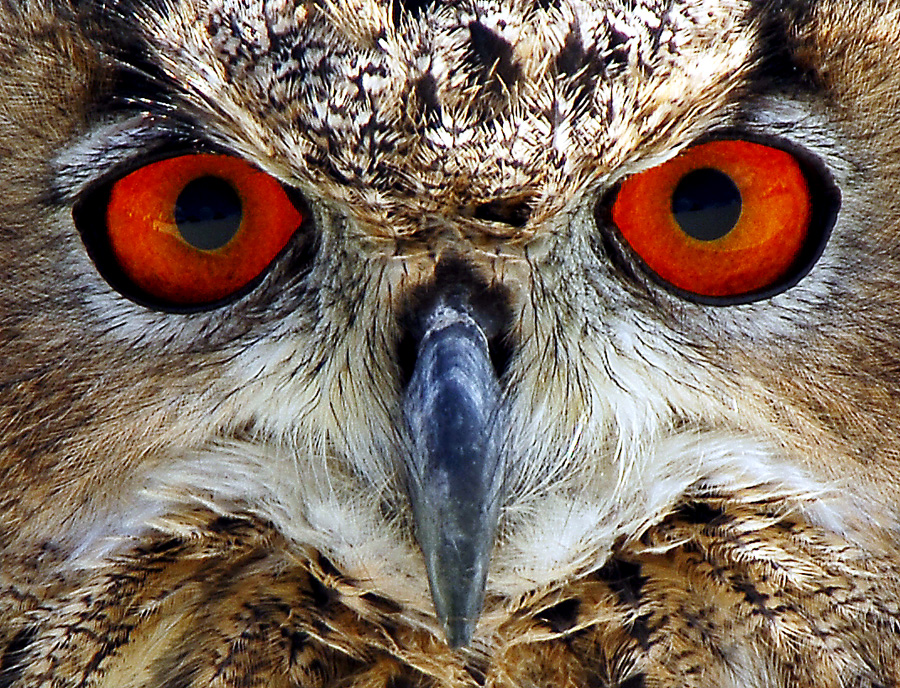 Eagle Owl by daemon-spyder