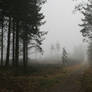 Misty moors road