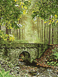 Bridge in the forest