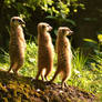 Meerkats