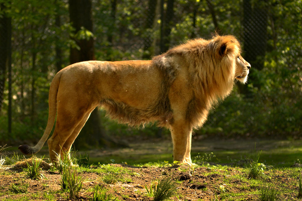 Lion