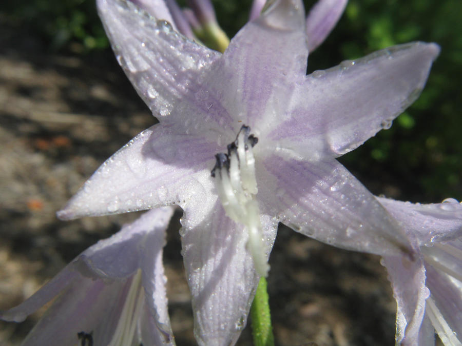 Random Flower Ral Random flower by Guillermoesmi on DeviantArt