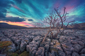 Limestone Pavement by Matthias-Haker