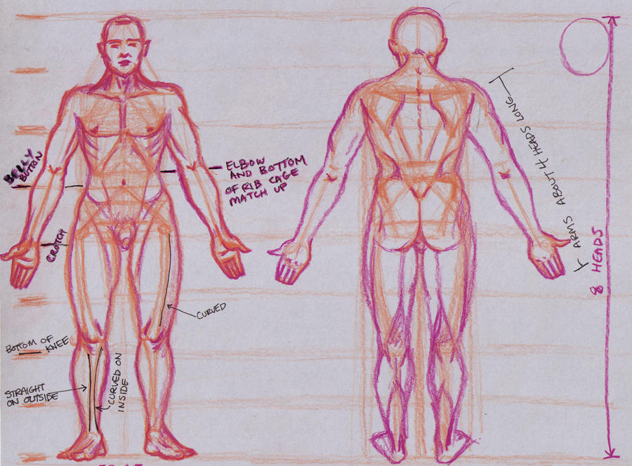 8 Head Proportion Male Front And Back Anatomy By Drawsomestuffs On Deviantart 8 Head Proportion Male Front And Back Anatomy By Drawsomestuffs On Deviantart