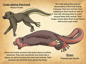 The Many Types of Mermaid