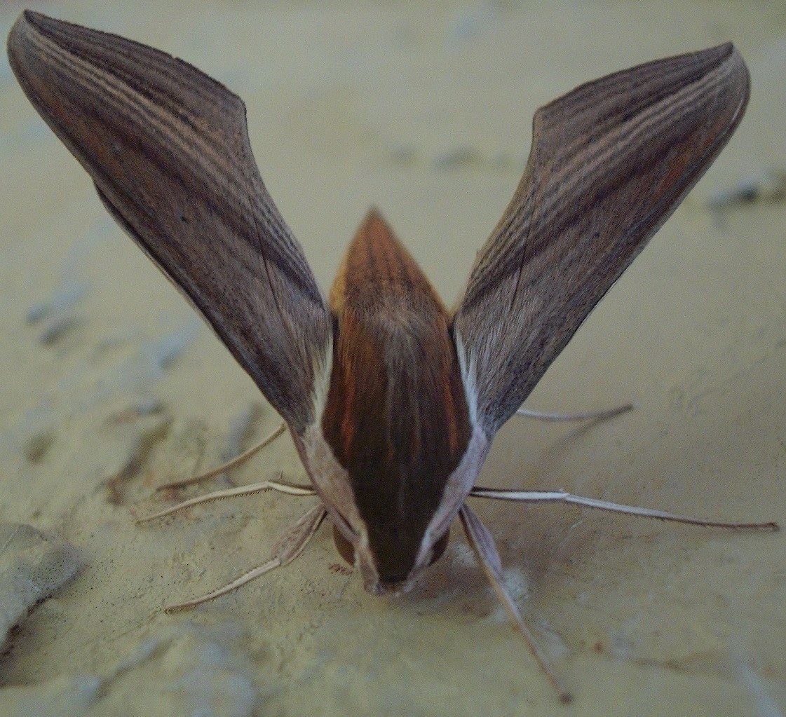 Mothzilla