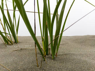 Ocean Shores Beach Grass