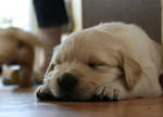 Puppy by LucidiaBlack