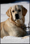 Snow Puppy by LucidiaBlack