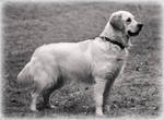 Golden Retriever by LucidiaBlack