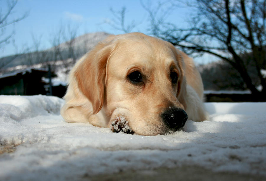 'I don't eat snow...'