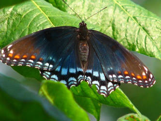 Red-Spotted Purple Butterfly