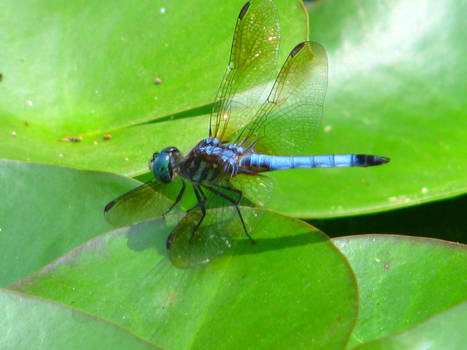 Dragonfly