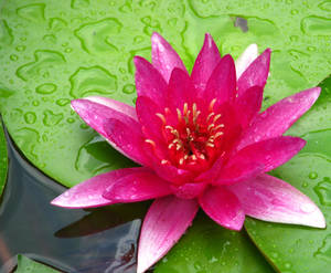 Water Lilly