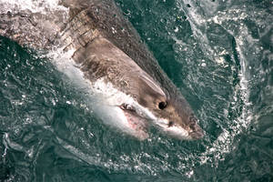 Haai van Afrika