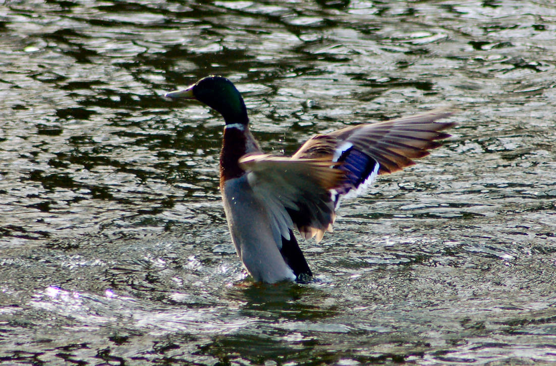 Flying Duck By Danhogwood On DeviantArt Flying Duck By Danhogwood Dkqg0j Pre