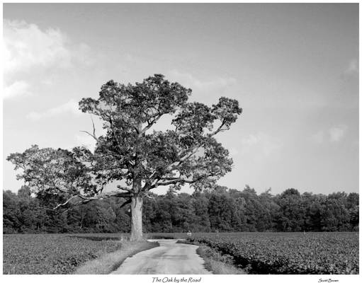 The Oak by the Road