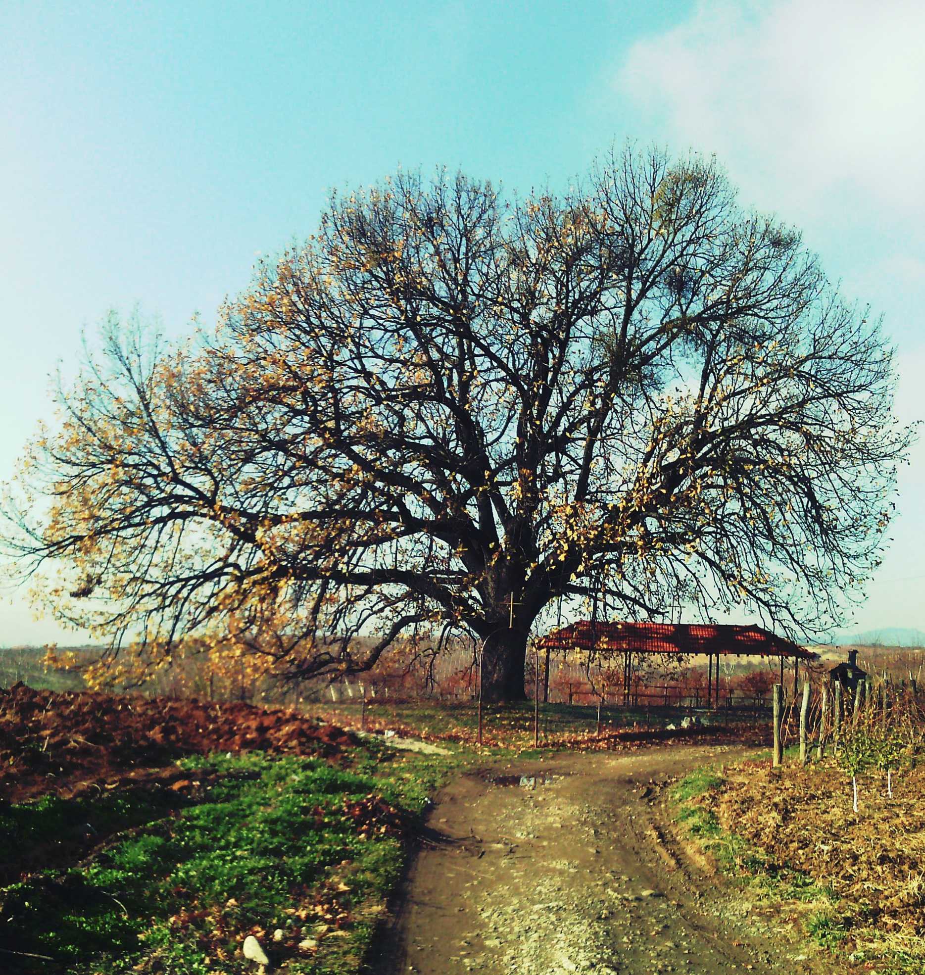 Old Oak II