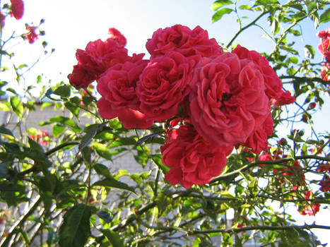 Rosses in september..