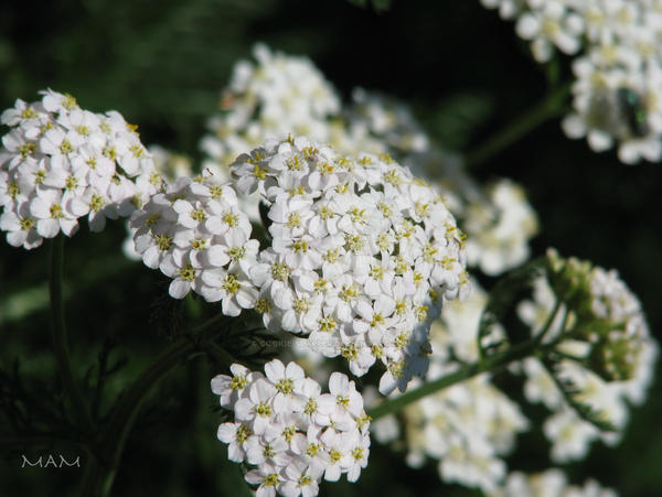 Beautiful by cookie-slapper on DeviantArt