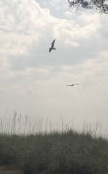 Seagulls Under Cloud Cover