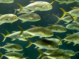 Georgia Aquarium 1